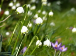 FZ003324 Spring snowflake (Leucojum vernum).jpg